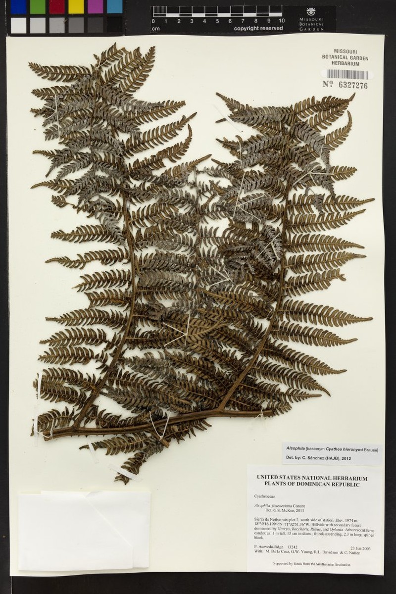 Alsophila jimeneziana