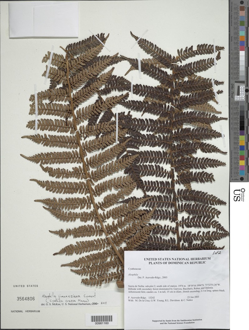 Alsophila jimeneziana photo 2