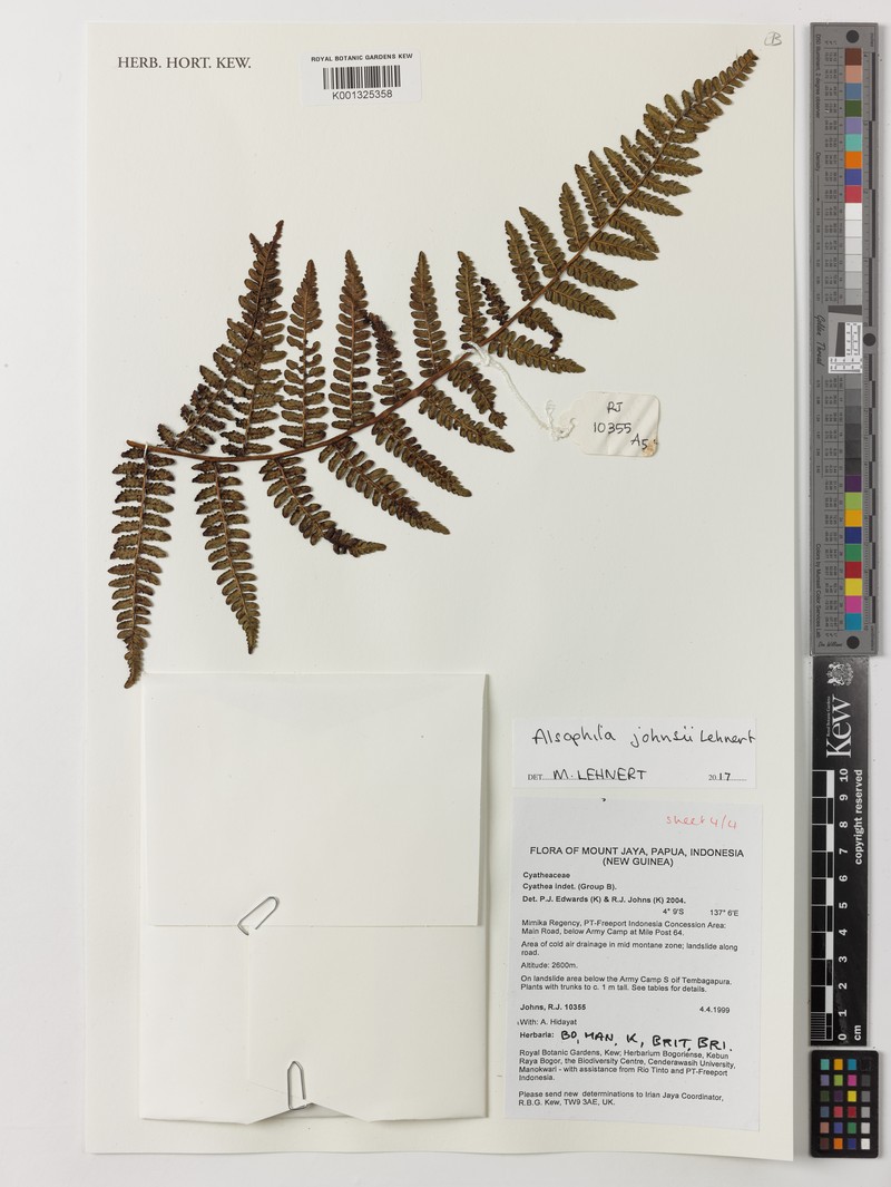 Alsophila johnsii photo 3