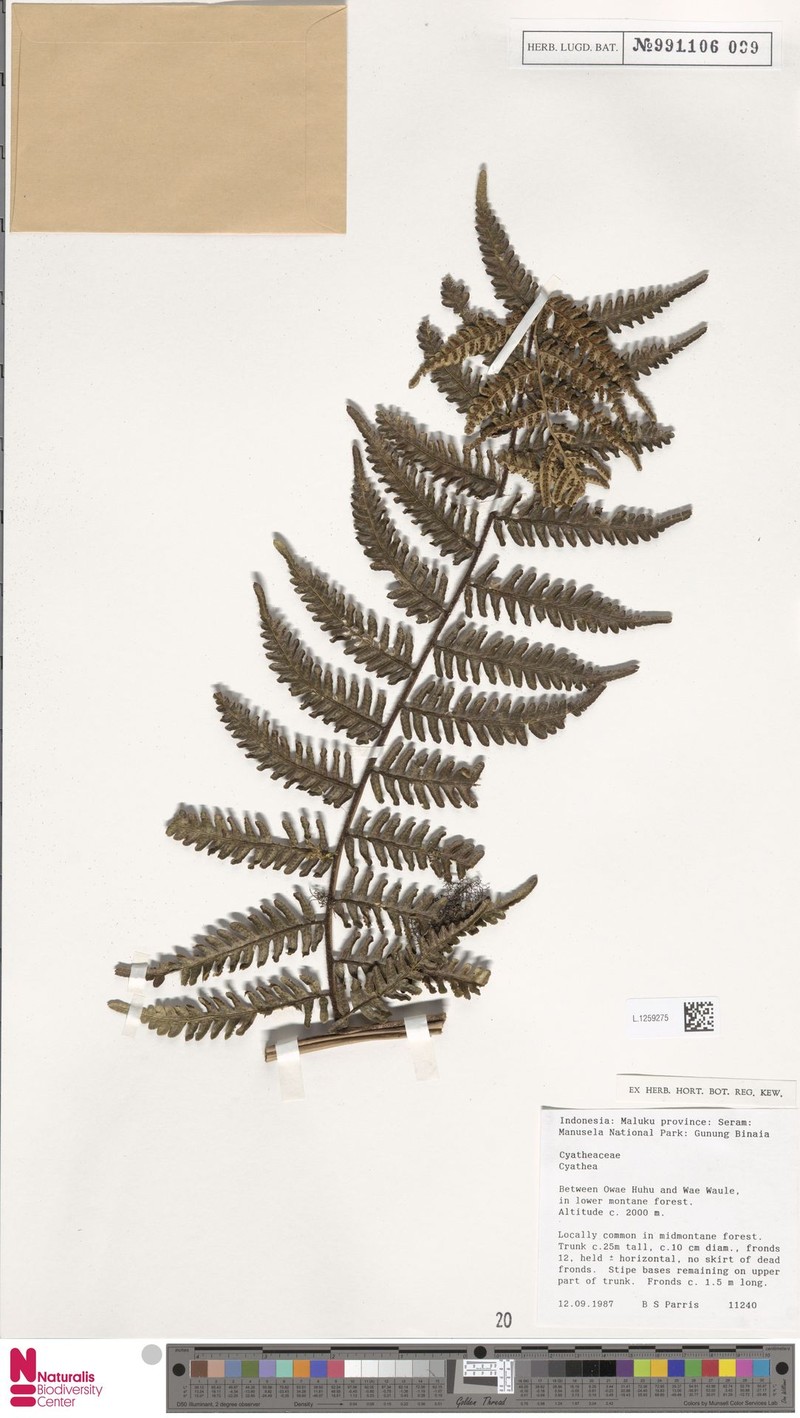 Alsophila katoi