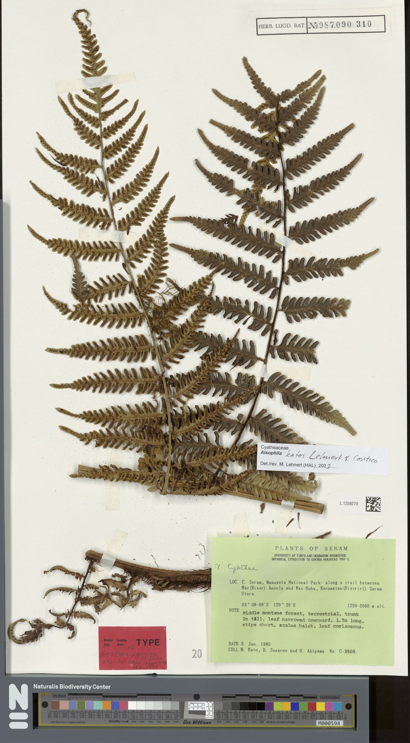 Alsophila katoi photo 2