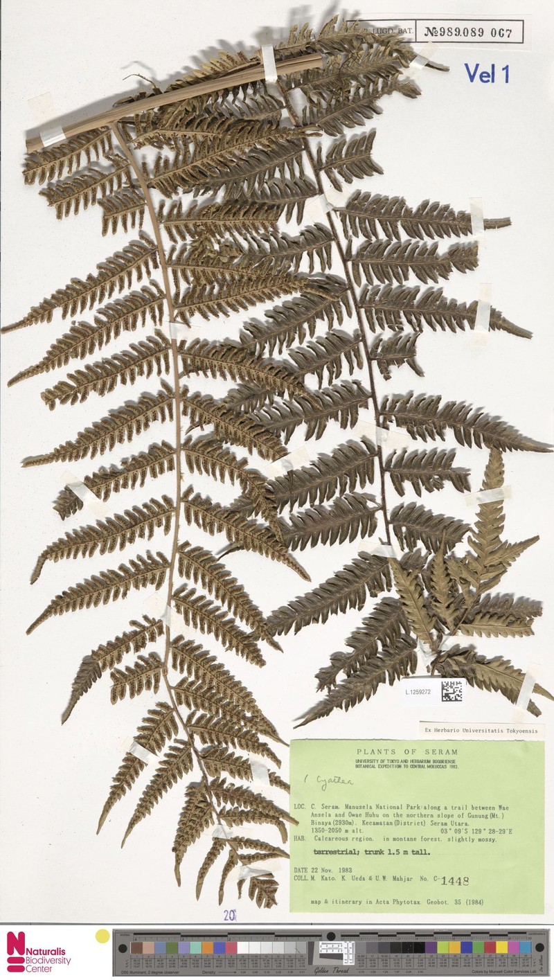 Alsophila katoi photo 4