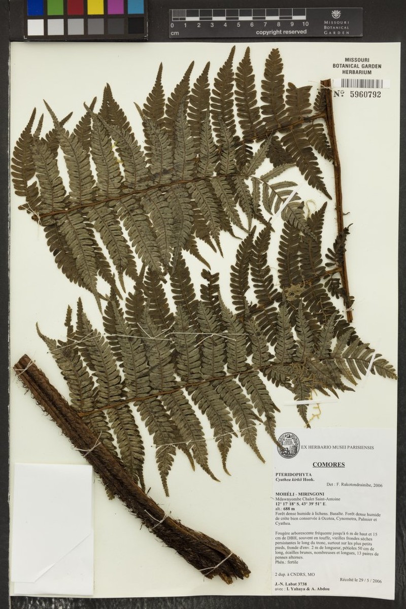 Alsophila kirkii