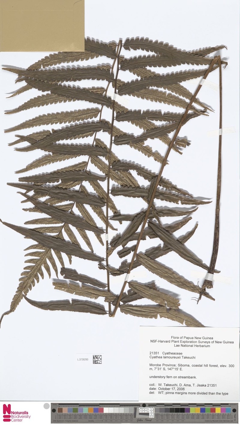 Alsophila lamoureuxii