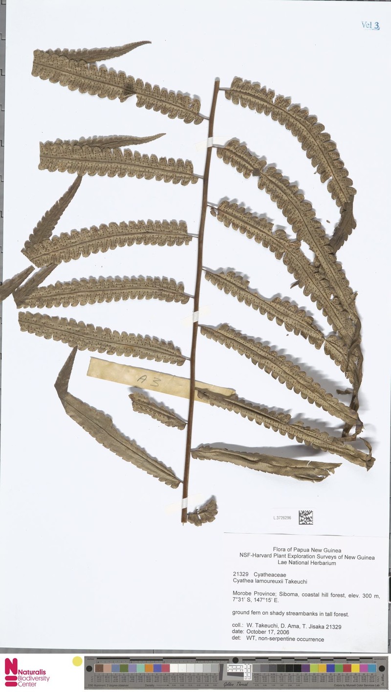 Alsophila lamoureuxii photo 3