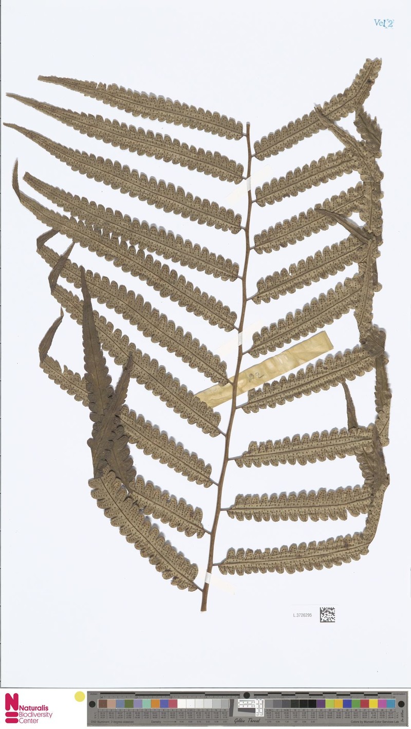 Alsophila lamoureuxii photo 4
