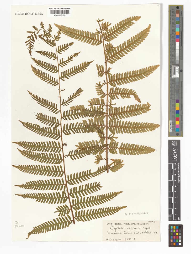 Alsophila latipinnula photo 4