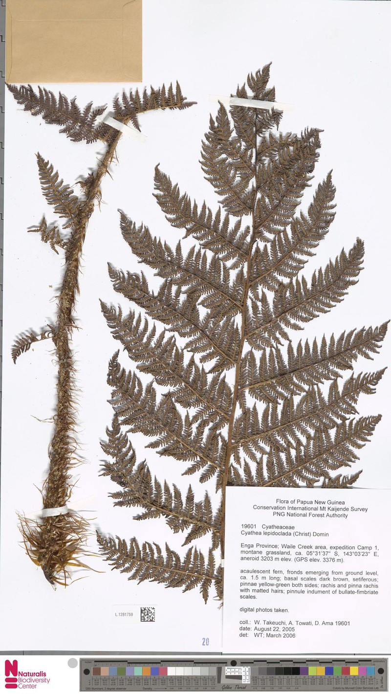 Alsophila lepidoclada