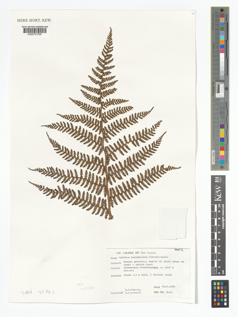 Alsophila lepidoclada photo 2