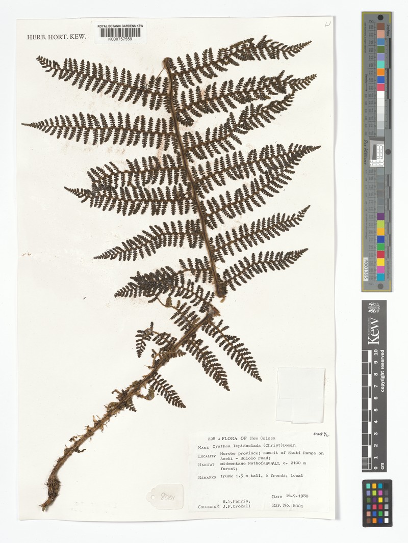 Alsophila lepidoclada photo 4