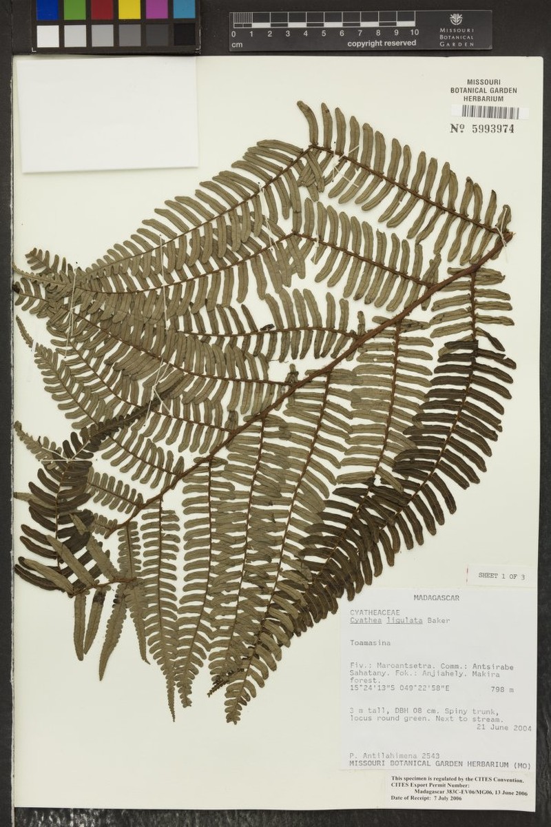 Alsophila ligulata