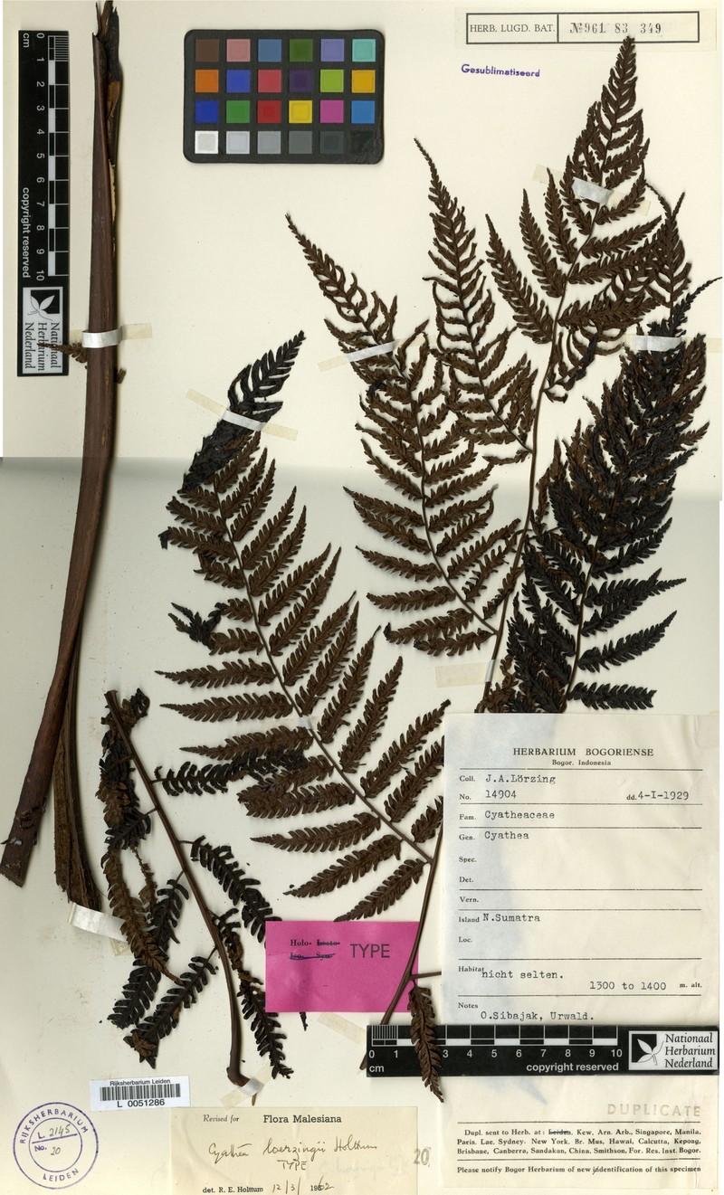 Alsophila loerzingii