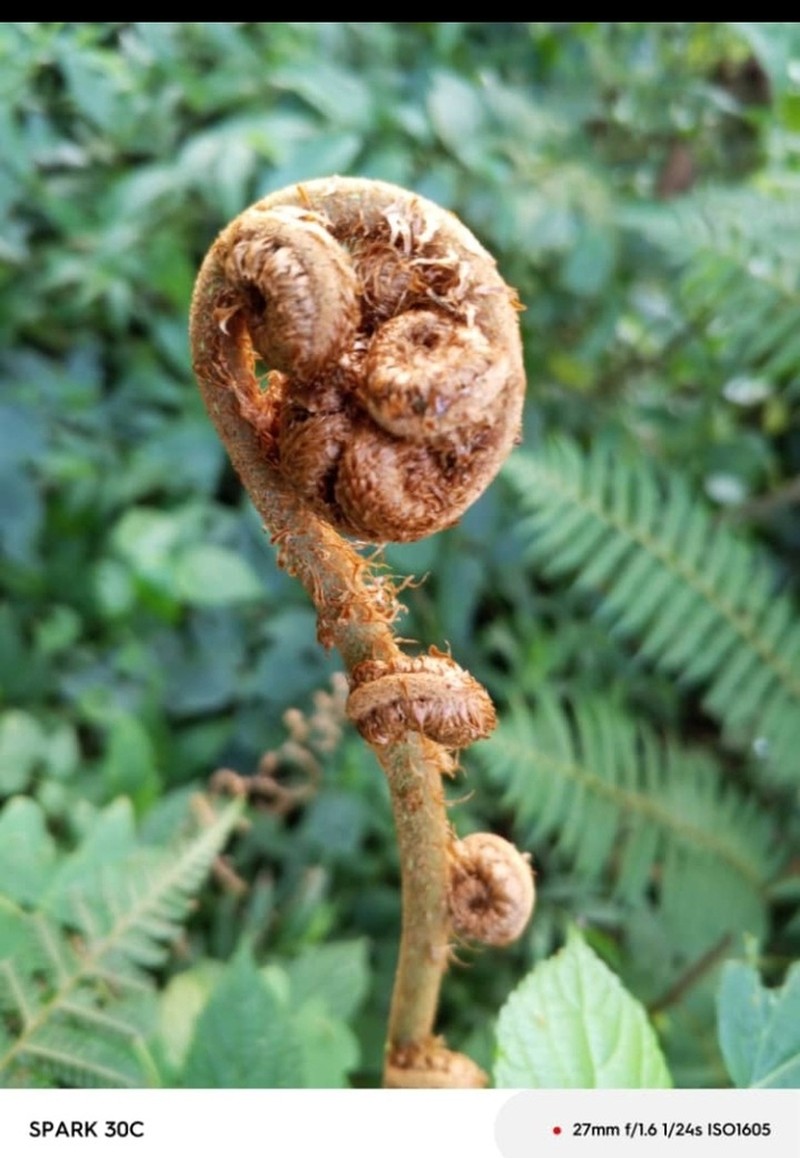 Alsophila loheri photo 2