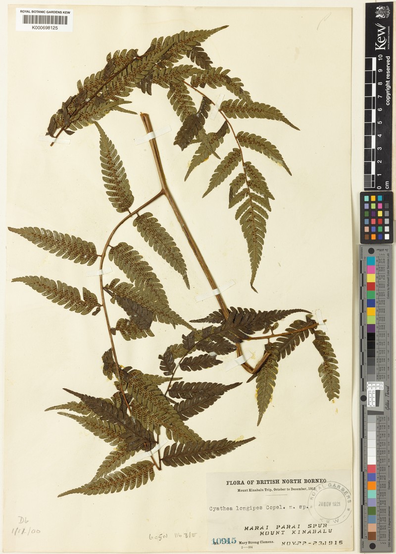 Alsophila longipes