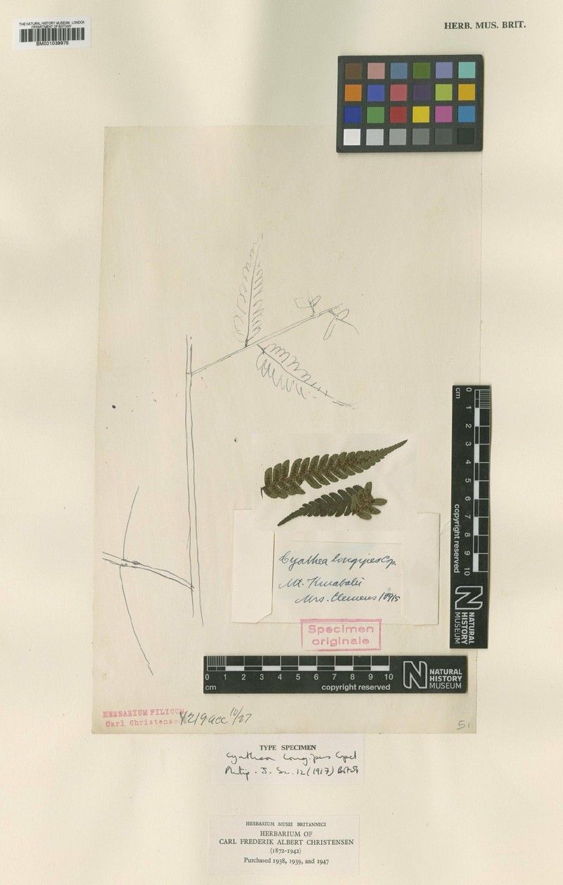 Alsophila longipes photo 2