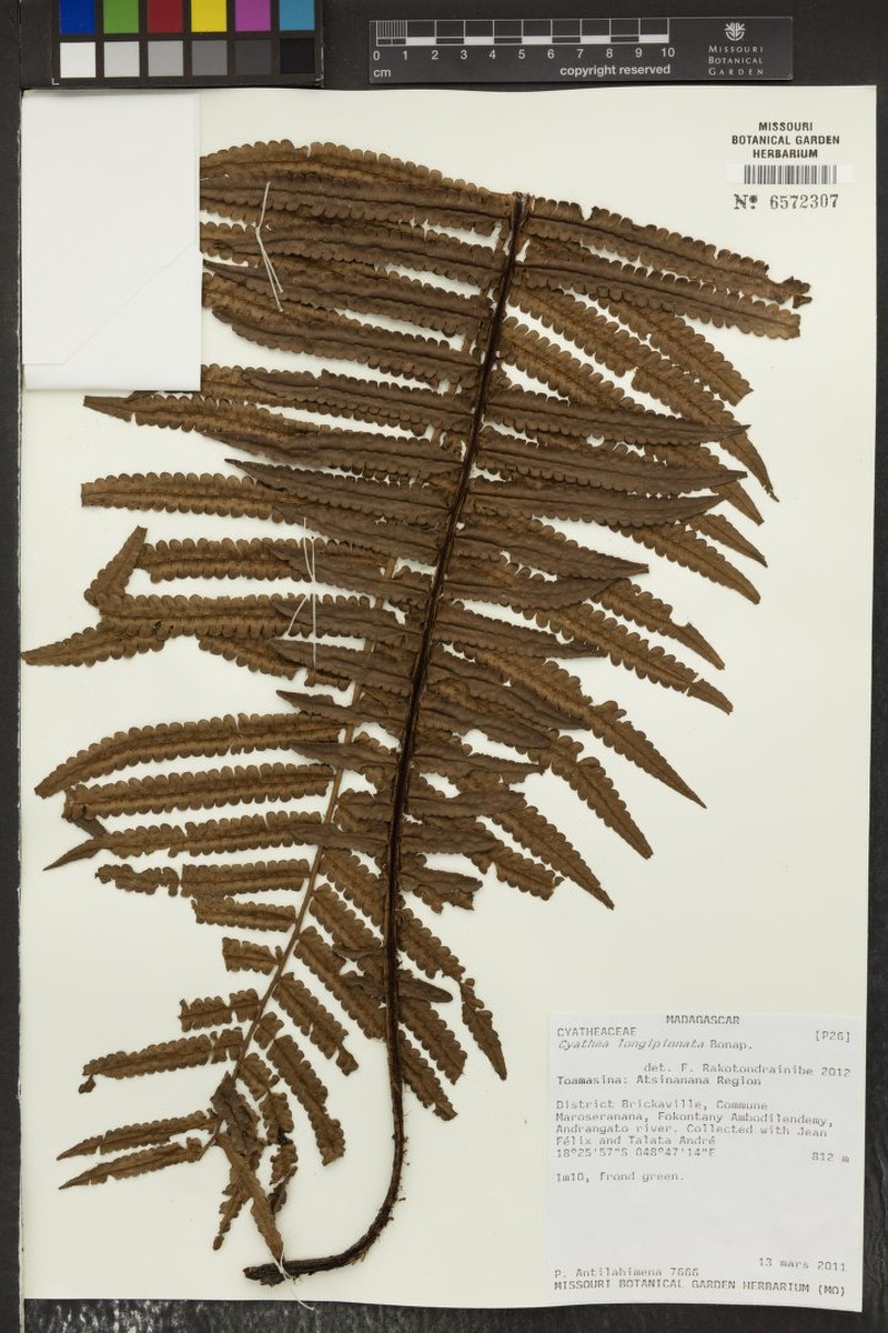 Alsophila longipinnata