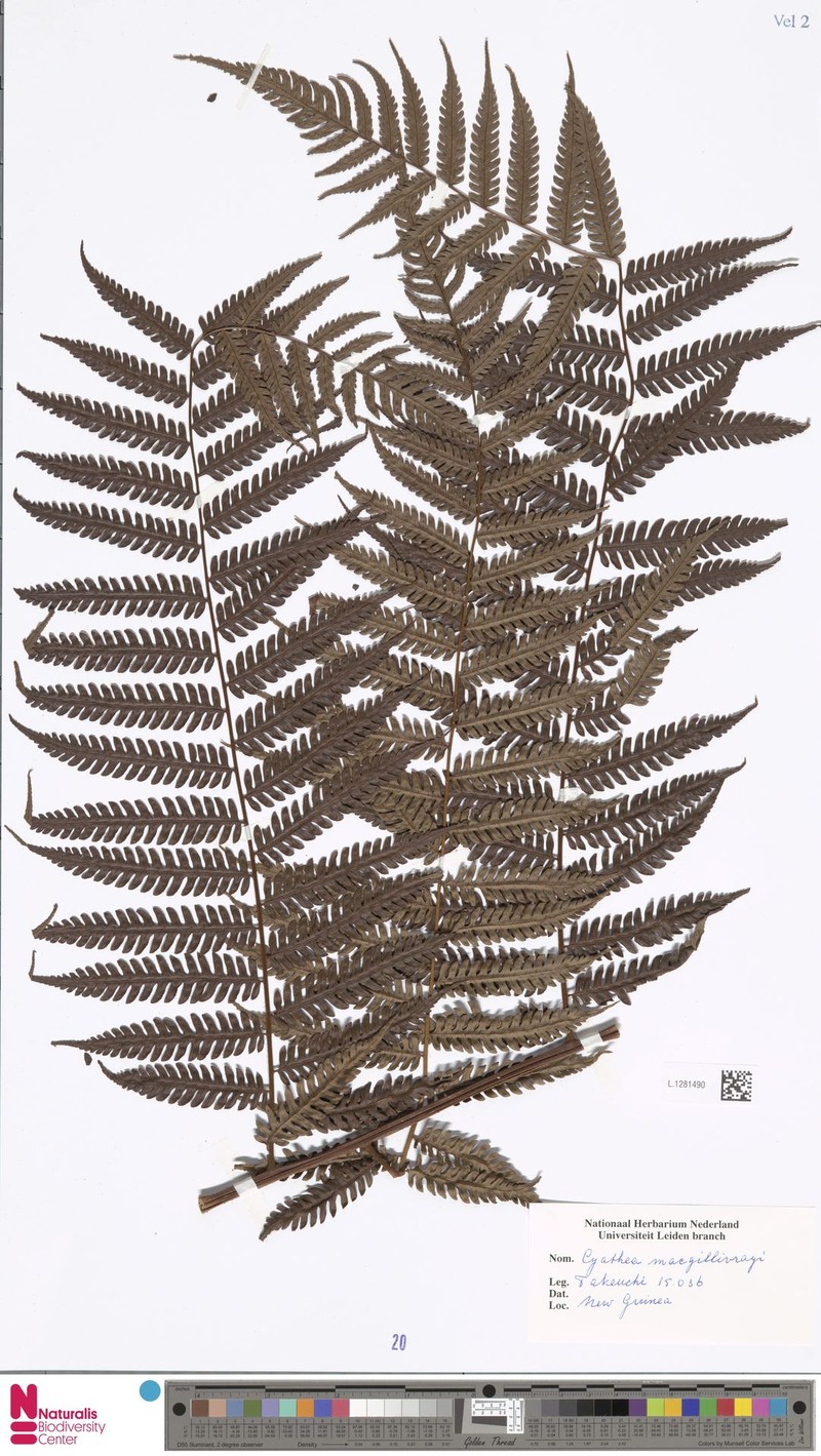 Alsophila macgillivrayi