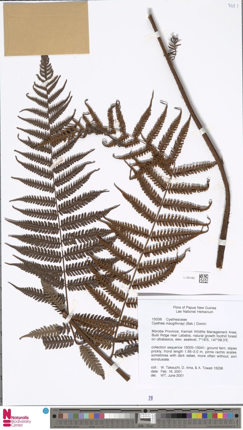Alsophila macgillivrayi photo 2