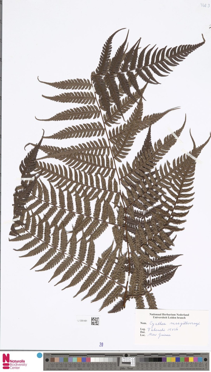Alsophila macgillivrayi photo 3