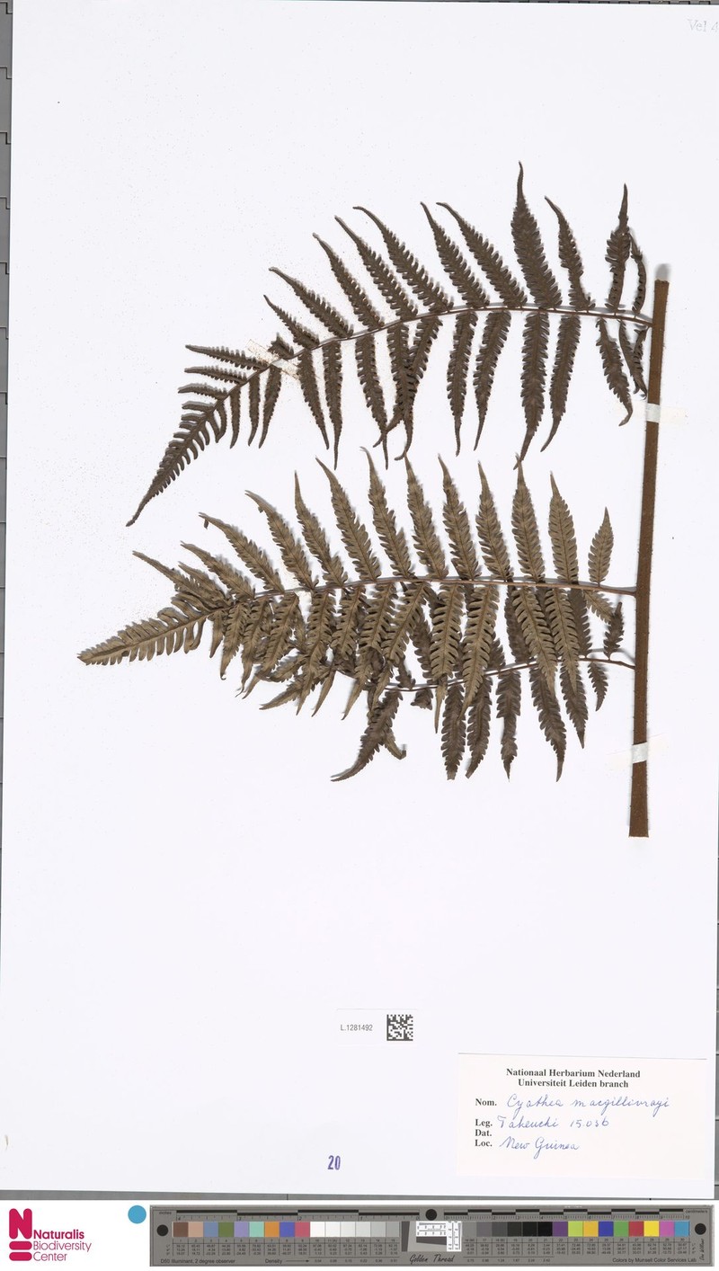 Alsophila macgillivrayi photo 4