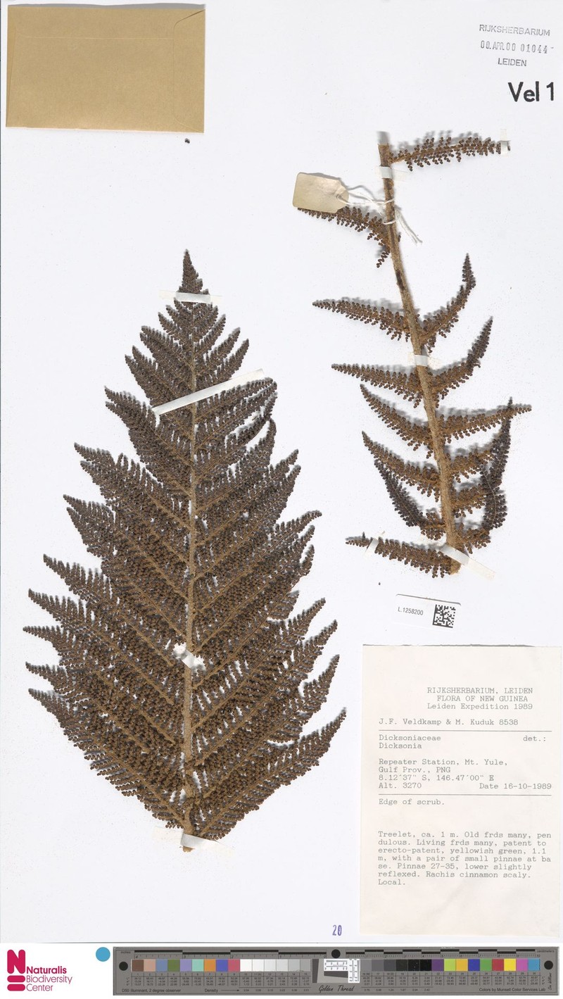 Alsophila macgregorii photo 3