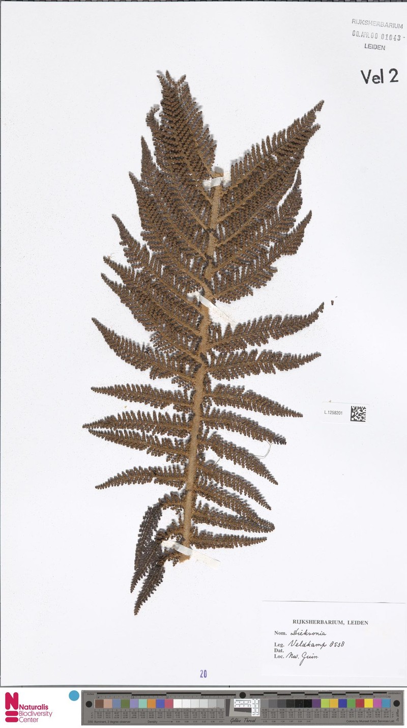 Alsophila macgregorii photo 4