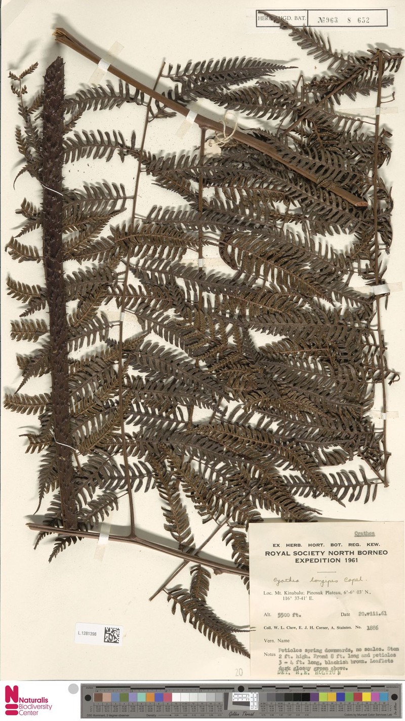 Alsophila macropoda
