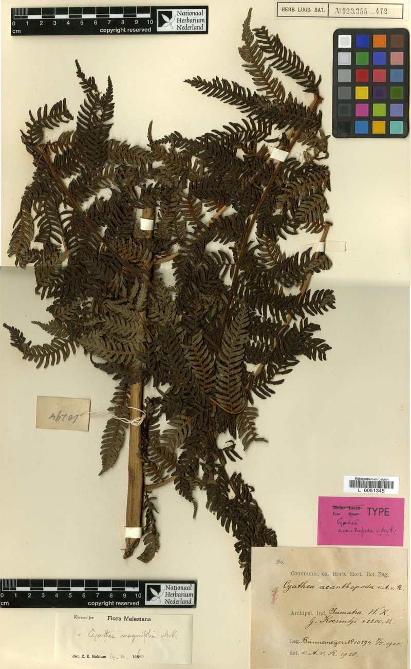 Alsophila magnifolia