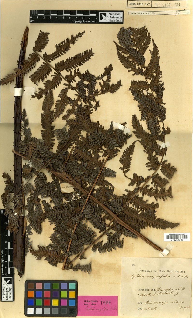 Alsophila magnifolia photo 2