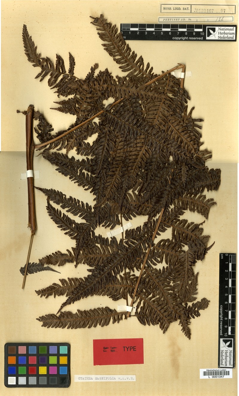 Alsophila magnifolia photo 3