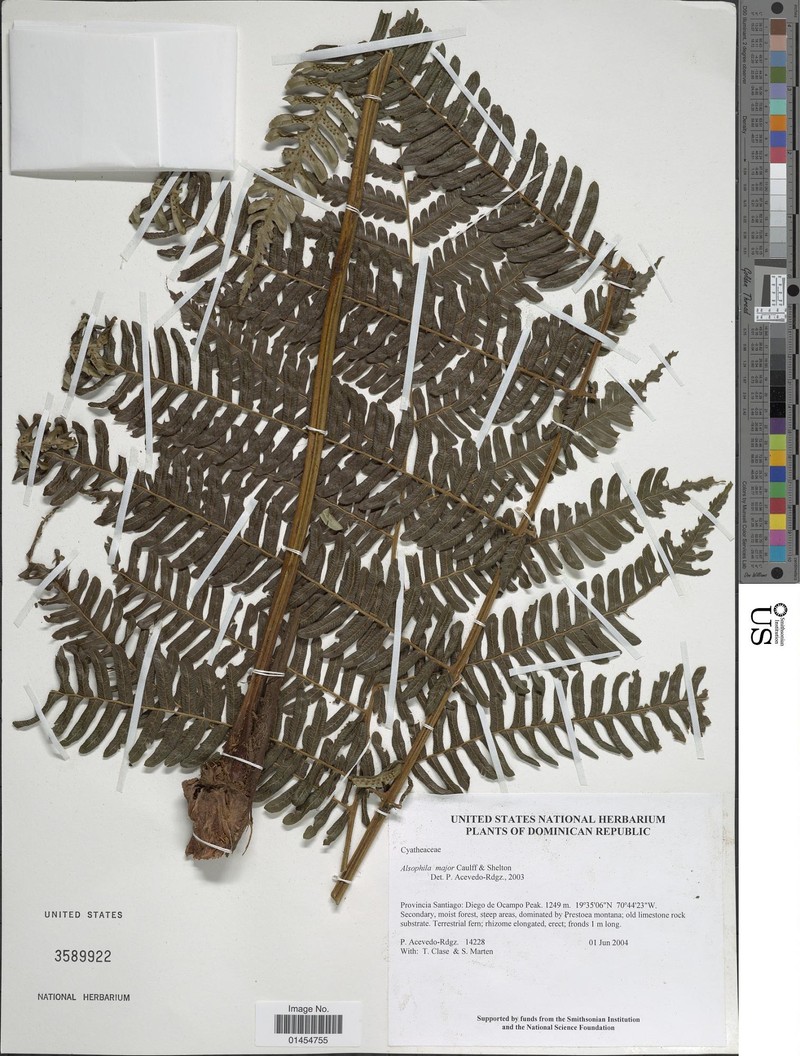 Alsophila major