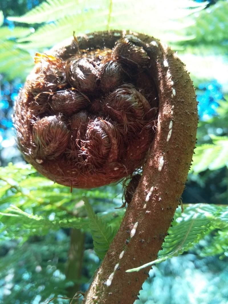 Alsophila manniana photo 2