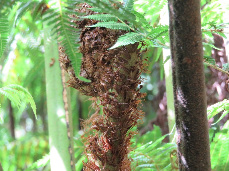 Alsophila milnei photo 3