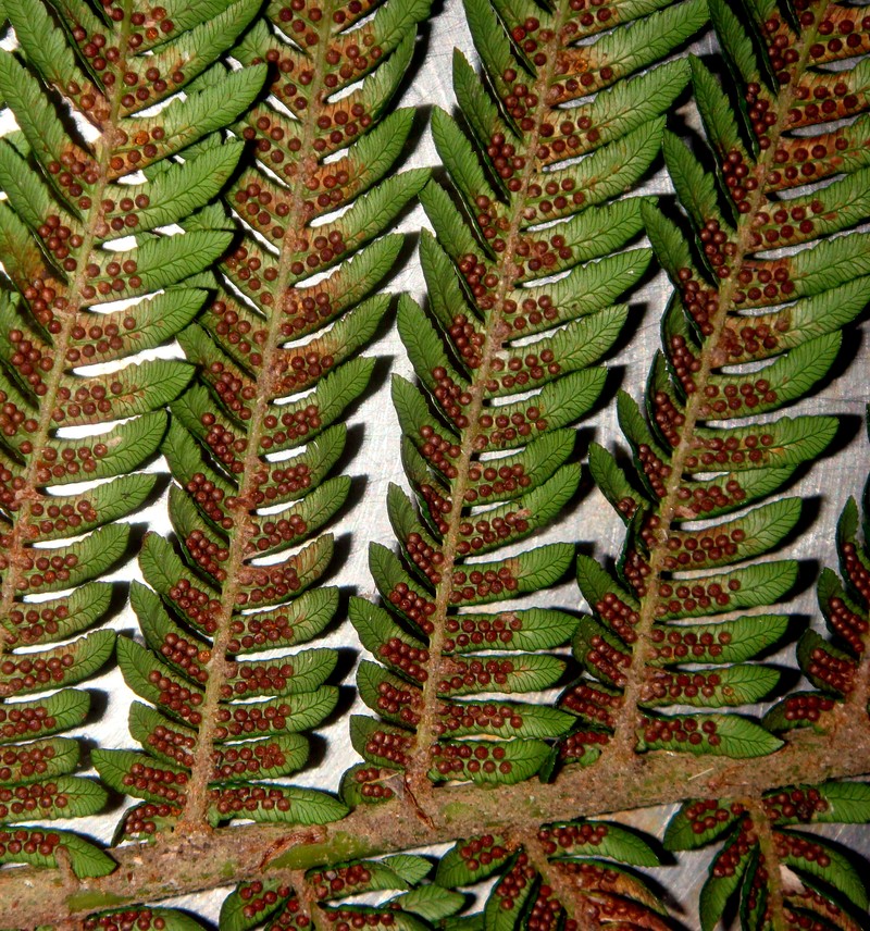 Alsophila milnei photo 4