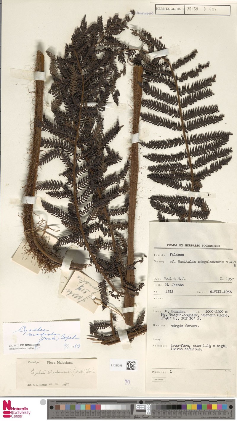 Alsophila modesta