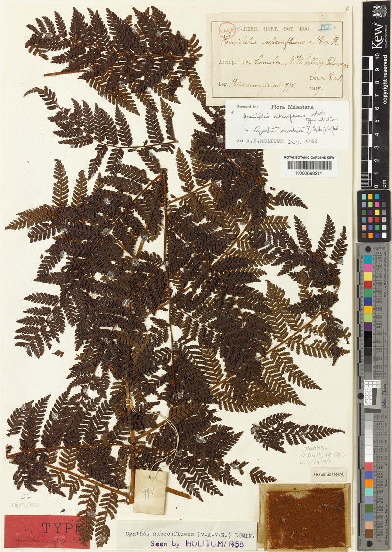 Alsophila modesta photo 3