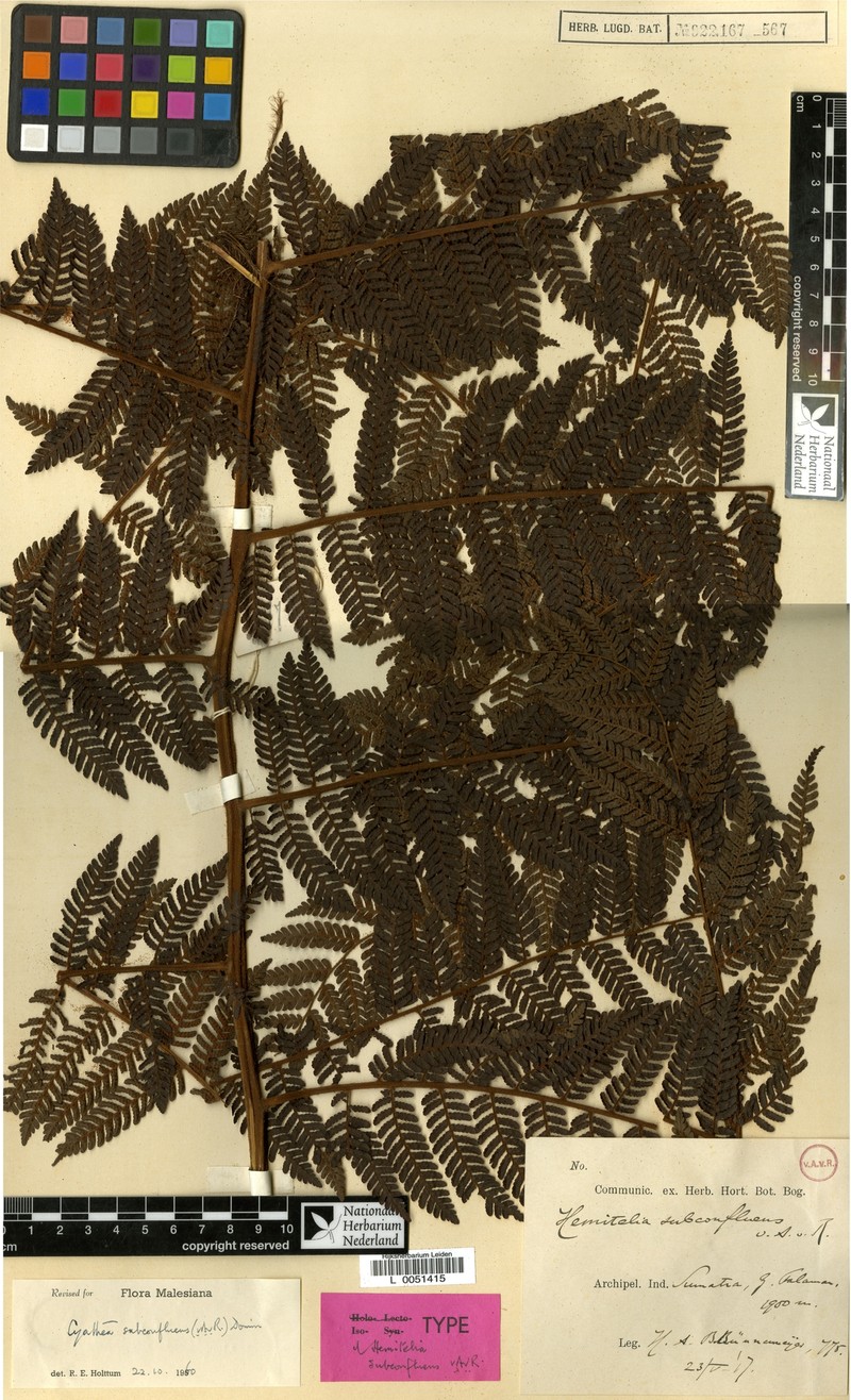 Alsophila modesta photo 4