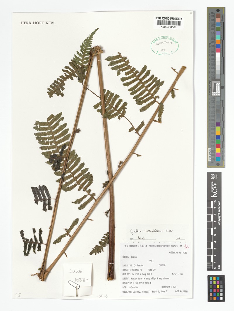 Alsophila mossambicensis