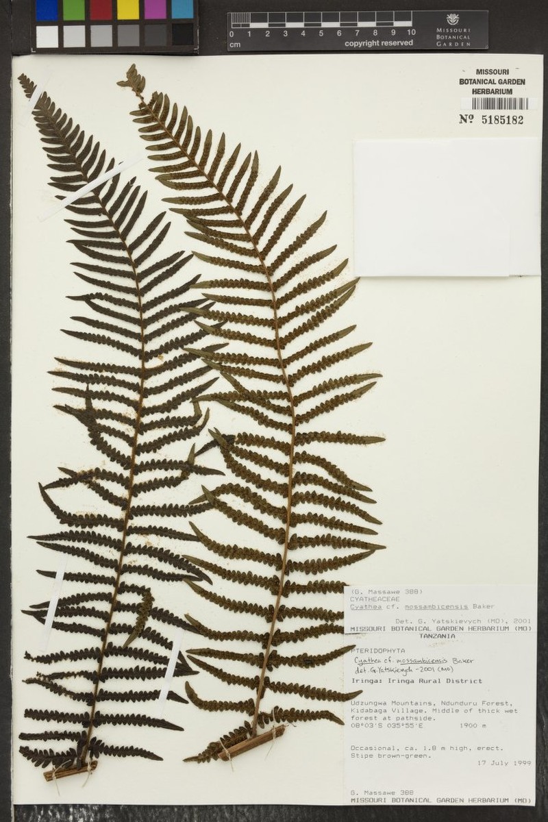 Alsophila mossambicensis photo 2