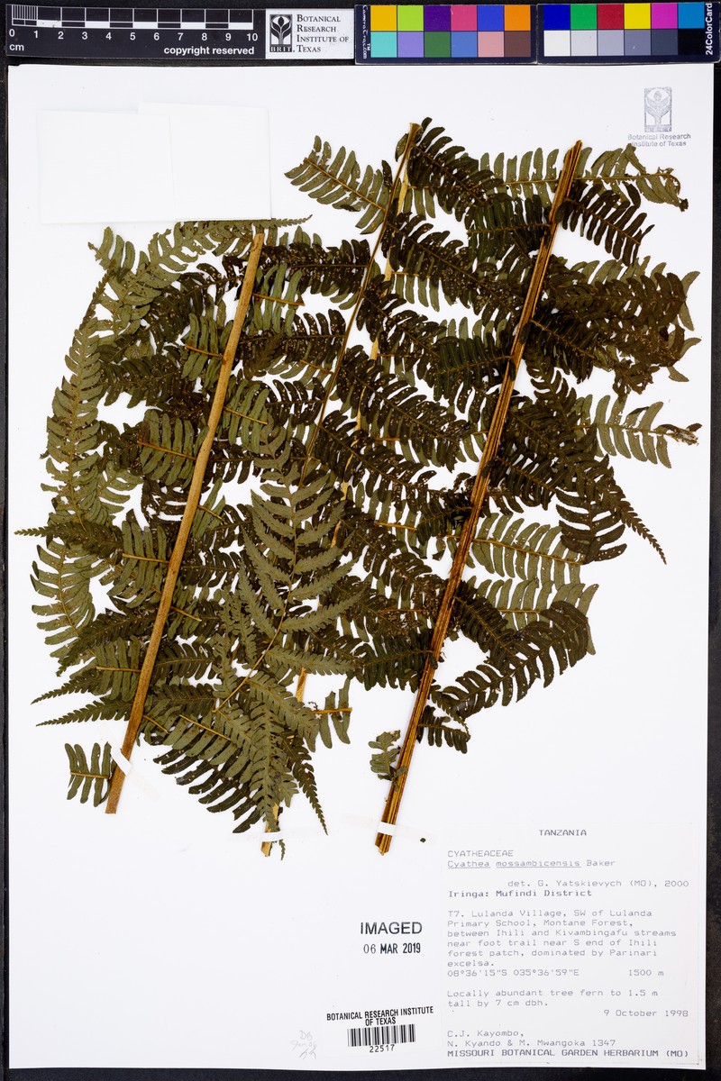 Alsophila mossambicensis photo 3