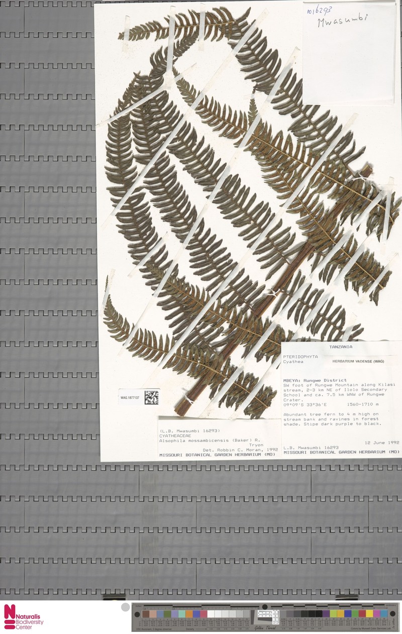 Alsophila mossambicensis photo 4