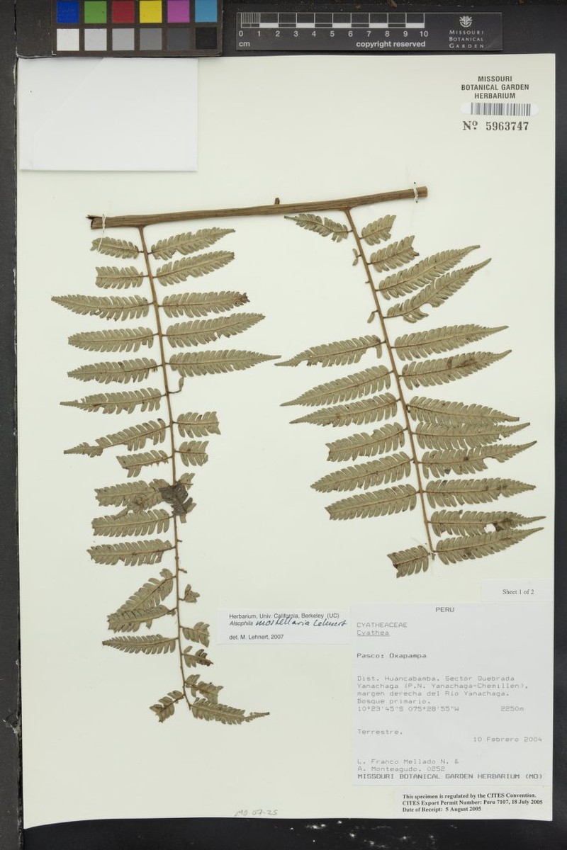 Alsophila mostellaria photo 4