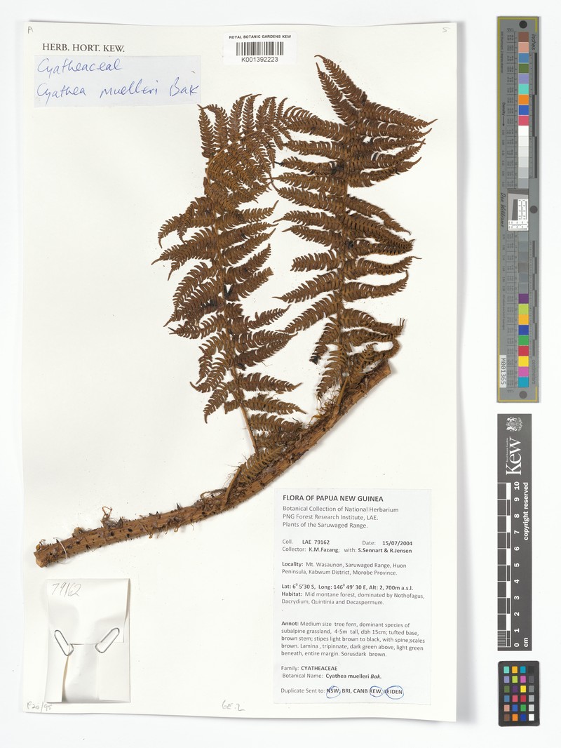 Alsophila muelleri photo 3