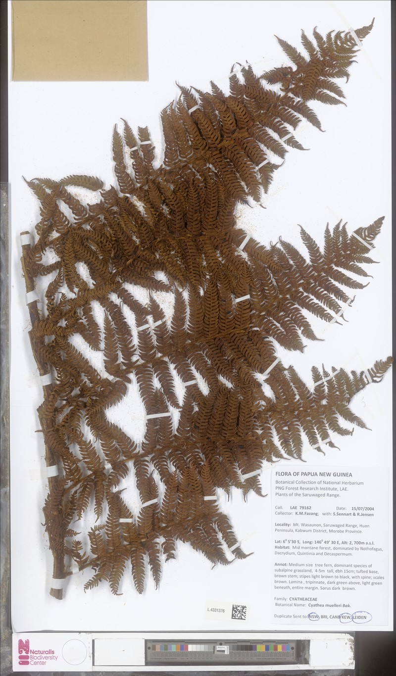 Alsophila muelleri photo 4