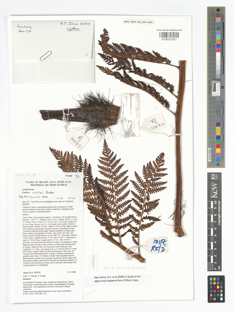 Alsophila muelleri photo 6