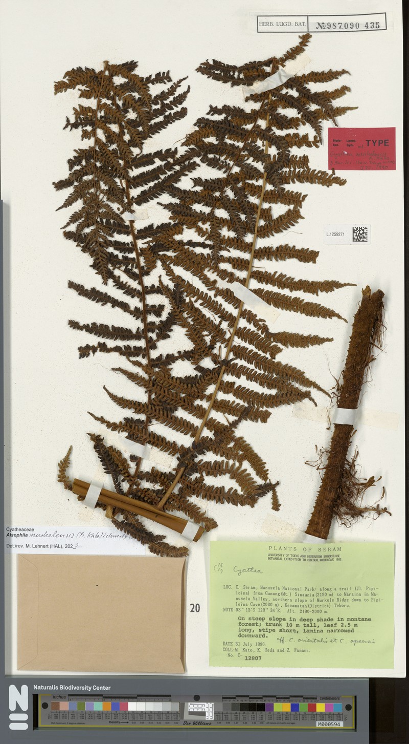Alsophila murkelensis