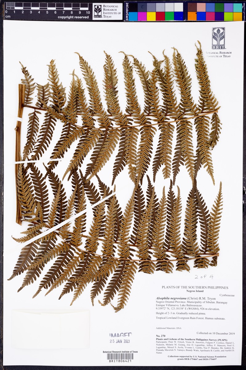 Alsophila negrosiana