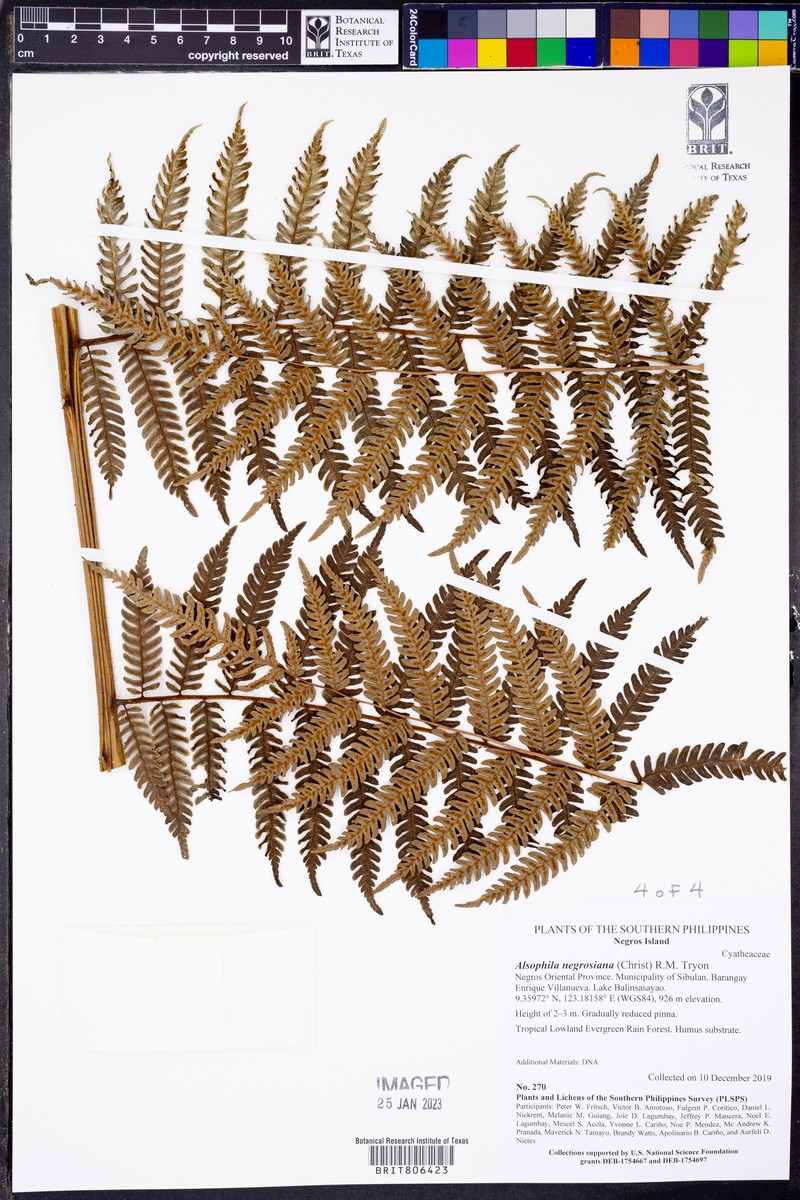 Alsophila negrosiana photo 2