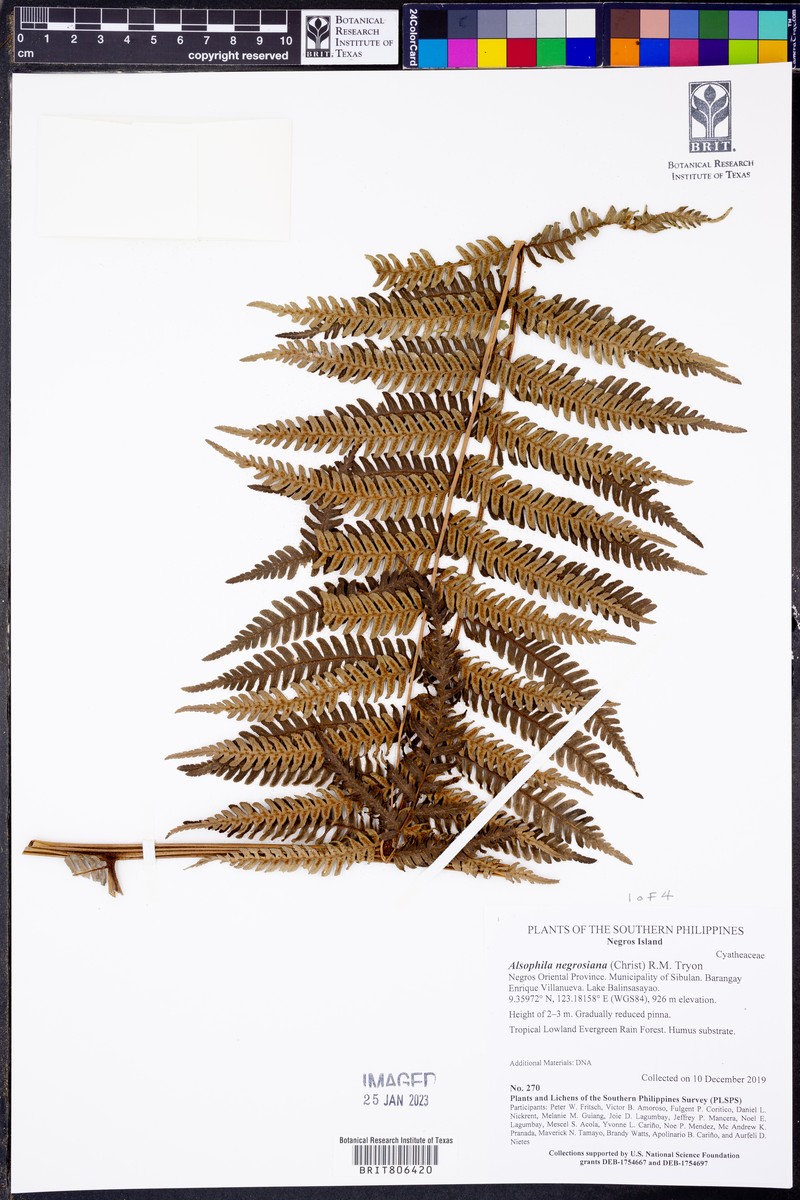 Alsophila negrosiana photo 3
