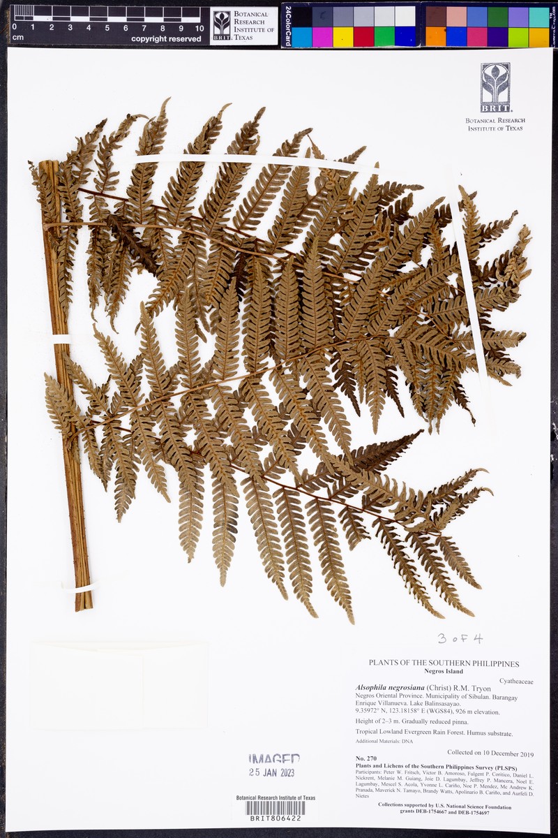 Alsophila negrosiana photo 4